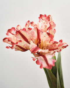 Artificial Flower - Parrot Tulip